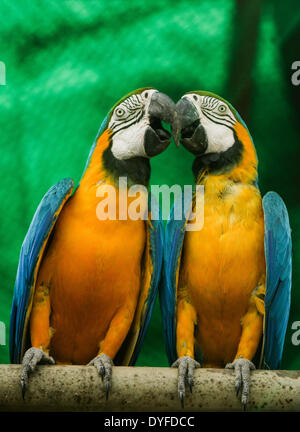 New Delhi, Inde. Apr 16, 2014. Deux-bleu et jaune d'aras sont vus à la National Parc zoologique de l'Inde à New Delhi, capitale de l'Inde, le 16 avril 2014. Credit : Zheng Huansong/Xinhua/Alamy Live News Banque D'Images