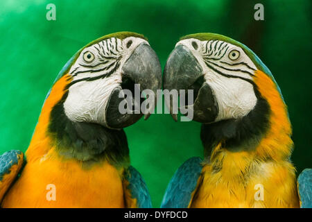 New Delhi, Inde. Apr 16, 2014. Deux-bleu et jaune d'aras sont vus à la National Parc zoologique de l'Inde à New Delhi, capitale de l'Inde, le 16 avril 2014. Credit : Zheng Huansong/Xinhua/Alamy Live News Banque D'Images