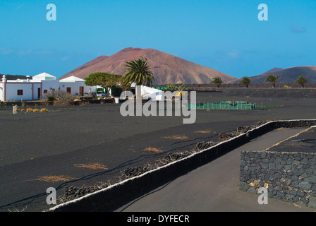 Champs et paysage autour de Yaiza, Lanzarote, Canary Islands, Spain, Europe Banque D'Images