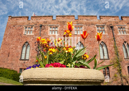 Soleil et des fleurs dans le parc du château de Shrewsbury, Shropshire, au Royaume-Uni. 16 avril, 2014. Banque D'Images