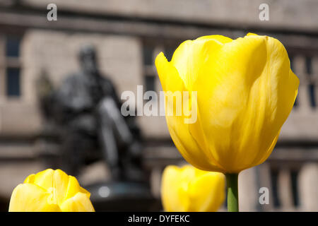 Soleil et des fleurs dans le parc de la bibliothèque de Shrewsbury, Shropshire, au Royaume-Uni. 16 avril, 2014. La statue est le naturaliste Charles Darwin. Banque D'Images