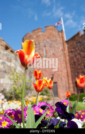 Soleil et des fleurs dans le parc du château de Shrewsbury, Shropshire, au Royaume-Uni. 16 avril, 2014. Banque D'Images