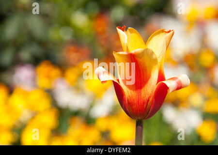 Soleil et des fleurs dans le parc du château de Shrewsbury, Shropshire, au Royaume-Uni. 16 avril, 2014. Banque D'Images