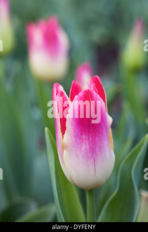 Tulipa 'Whisper' tendre dans le jardin. Banque D'Images