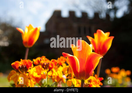 Soleil et des fleurs dans le parc du château de Shrewsbury, Shropshire, au Royaume-Uni. 16 avril, 2014. Banque D'Images