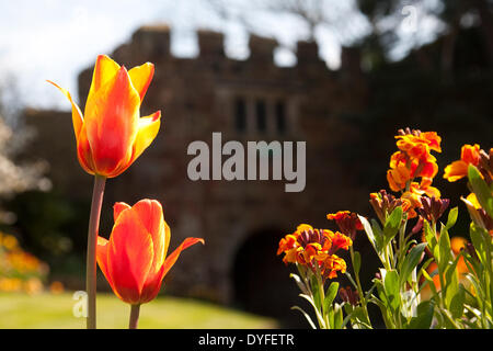 Soleil et des fleurs dans le parc du château de Shrewsbury, Shropshire, au Royaume-Uni. 16 avril, 2014. Banque D'Images