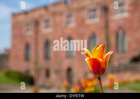 Soleil et des fleurs dans le parc du château de Shrewsbury, Shropshire, au Royaume-Uni. 16 avril, 2014. Banque D'Images