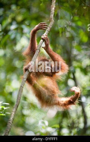 Parc national de Gunung Leuser, Bukit Lawang, Sumatra, Indonésie. 16 avril 2014. L'orang-outan de Sumatra (Pongo abelii) est en danger critique d'extinction (UICN) et ne se trouve que dans les poches de l'île indonésienne de Sumatra. Un bébé (environ 1 ans) joue d'orangs-outans dans la forêt. Crédit : Andrew Walmsley/Alamy Live News Banque D'Images