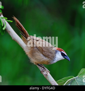 Chestnut-capped discoureur magnifique oiseau (Timalia pileata), debout sur une branche Banque D'Images