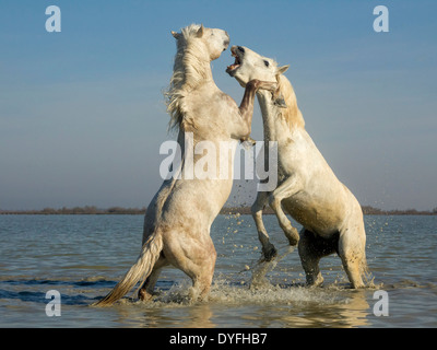 Chevaux Camargue, etalons, combat dans l'eau Banque D'Images