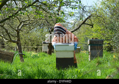 National Trust apiculteur en gardant les abeilles du miel ruche Uk Banque D'Images