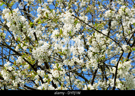 Fleurs de pommier par une belle journée ensoleillée au printemps Banque D'Images