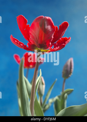 Red Parrot tulips tourné sur fond bleu Banque D'Images