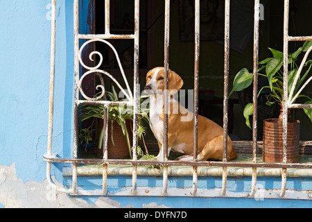 Petit chien marron et blanc assis dans la fenêtre derrière les barreaux, à Camaguey, Cuba, Caraïbes Banque D'Images