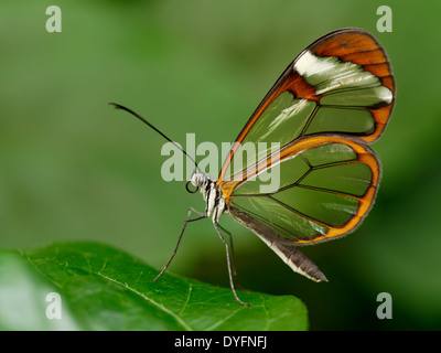 Glasswing butterfly Banque D'Images