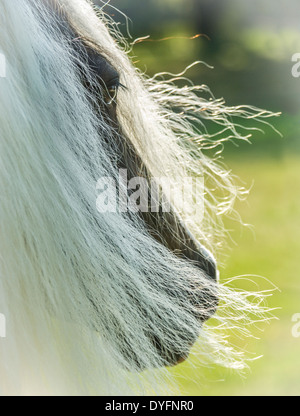 Gypsy Vanner Horse mare avec de longues mane Banque D'Images