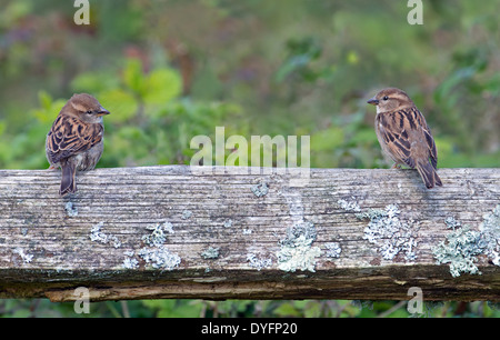 Paire de Moineau domestique femelle- Passer domesticus perché sur un banc, printemps, UK. Banque D'Images