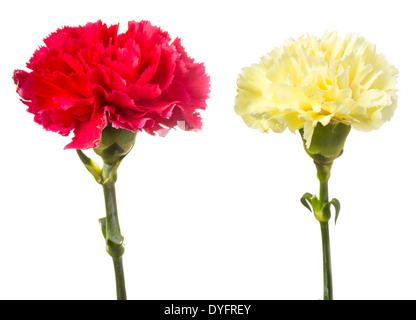 Oeillet rouge et jaune isolated on white Banque D'Images