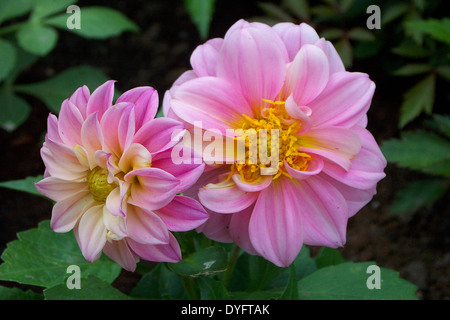 Deux Dahlias Rose dans un jardin Banque D'Images
