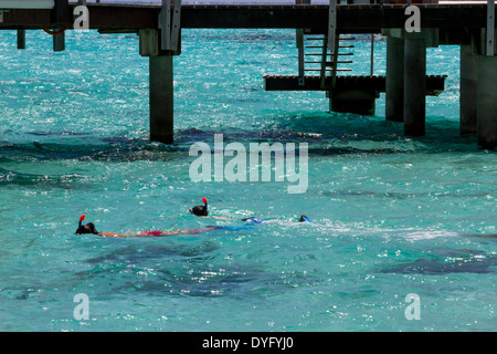 Young Woman snorkeling par toit de chaume bungalows sur pilotis en vacances en Polynésie Francaise Banque D'Images