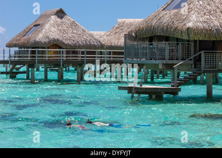 Young Woman snorkeling par toit de chaume bungalows sur pilotis en vacances en Polynésie Francaise Banque D'Images