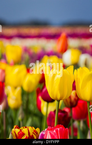 Belles tulipes colorées dans une ferme dans l'Oregon tourné sur une belle journée de printemps précoce Banque D'Images
