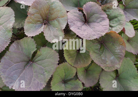 Ligulaire dentata Britt-Marie Crawford large leaf Banque D'Images