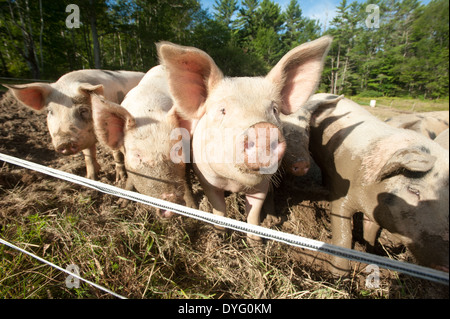 Groupe de porcs Chutes de Lisbonne, ME Banque D'Images