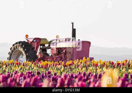 Belle tulipe champ avec un tracteur rose au milieu du champ tourné au lever du soleil au début du printemps Banque D'Images