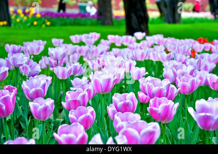 Beijing, Chine. Apr 16, 2014. Photo prise le 16 avril 2014 montre à l'tulipes Zhongshan Park à Beijing, capitale de la Chine. Une tulipe show est ouvert au public en avril et mai au parc. Credit : Ma Zhiyu/Xinhua/Alamy Live News Banque D'Images