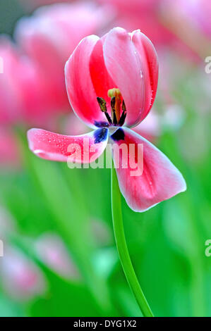 Beijing, Chine. Apr 16, 2014. Photo prise le 16 avril 2014 montre à l'tulipes Zhongshan Park à Beijing, capitale de la Chine. Une tulipe show est ouvert au public en avril et mai au parc. Credit : Ma Zhiyu/Xinhua/Alamy Live News Banque D'Images