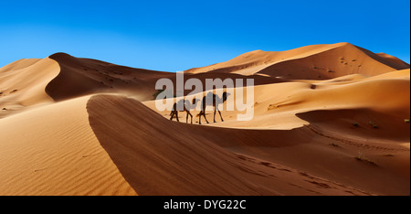 Parmi les chameaux Sahara dunes de l'erg Chebbi, Maroc, Afrique Banque D'Images