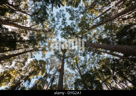 Grands arbres, forêt de Fraser Island, Australie. Banque D'Images