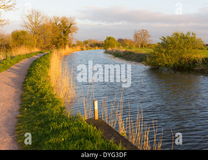 Canal Bridgwater et Taunton Somerset England UK voie pacifique dans l'ouest du pays Banque D'Images