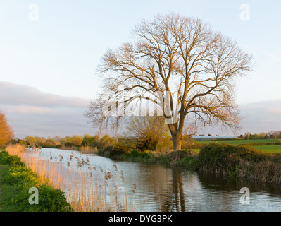 Canal Bridgwater et Taunton Somerset England UK voie pacifique dans l'ouest du pays Banque D'Images