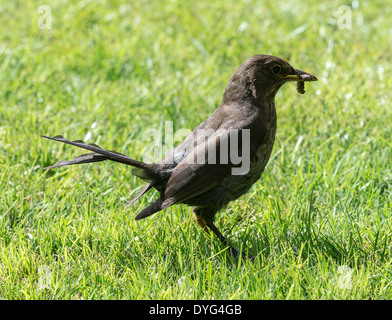 Blackbird femelle à la recherche d'insectes dans une pelouse dans un jardin Alsager Cheshire England Royaume-Uni UK Banque D'Images