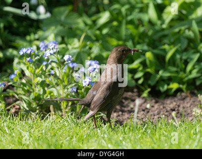 Blackbird femelle à la recherche d'insectes dans une pelouse dans un jardin Alsager Cheshire England Royaume-Uni UK Banque D'Images