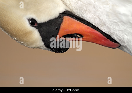 Cygne muet, Cygnus olor, homme de lissage Banque D'Images