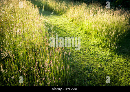 La pelouse, avec chemin, a permis de croître pour fournir un habitat aux insectes et aux oiseaux dans le Wiltshire, Angleterre Royaume-Uni Banque D'Images