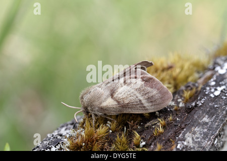 Fox Moth, Macrothylacia rubi, femme Banque D'Images