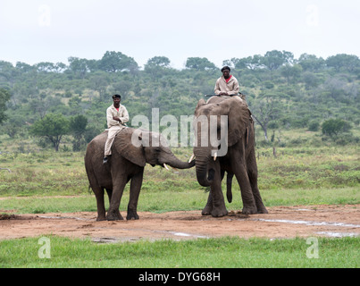Rangers assis sur les éléphants back safari alors que d'autres explications sur les animaux dans la nature de l'Afrique du Sud réserve Banque D'Images