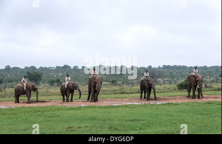 Rangers assis sur les éléphants retour safari en Afrique du Sud réserve naturelle Banque D'Images