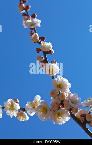 Plum blossoms and sky Banque D'Images