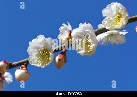 Plum blossoms and sky Banque D'Images