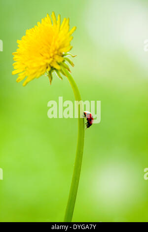 Coccinelle sur le pissenlit Banque D'Images