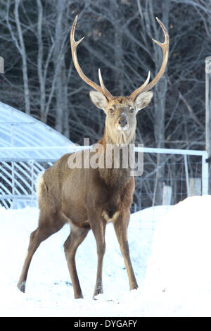 Hokkaido Sika Deer Banque D'Images