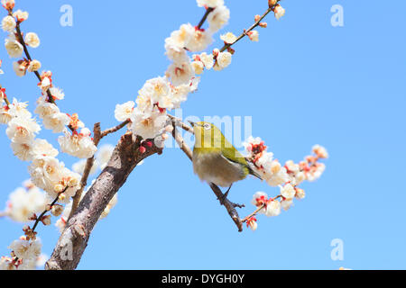 L'Œil blanc du Japon et des fleurs de prunier Banque D'Images