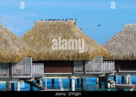 Oiseaux posés sur le dessus de toit de chaume de bungalow sur pilotis en polynésie francaise Banque D'Images