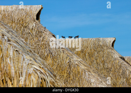 Trois oiseaux posés sur le dessus de toit de chaume de bungalows sur pilotis dans un hôtel en polynésie francaise Banque D'Images