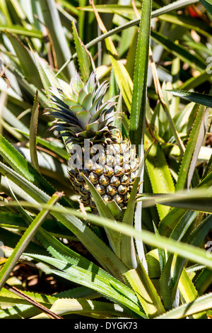 L'Ananas plante avec des feuilles denteles poussant dans un champ sur  l'le de Moorea en polynsie francaise Photo Stock - Alamy